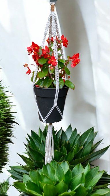 Suspensions plantes Liane MELYFLOR